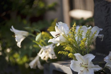 墓 花 種類|お墓参りにはどんなお花がいいの？花の種類や相場に。